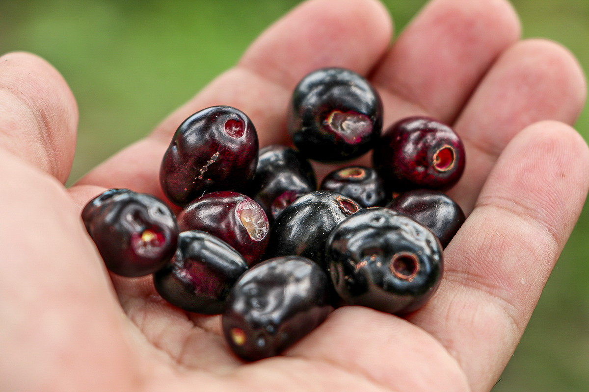Jamun (Syzygium cumini) in diabetes mellitus: phytochemical potential, metabolic relevance, and functional food applications